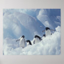 Search for antarctica penguin posters Fauna