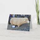 Search for sheep cards Animal