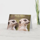 Search for meerkat cards Nature