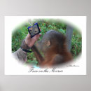 Search for ape face posters Animals