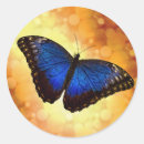Search for blue winged butterfly stickers Wildlife