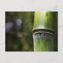 Search for bamboo plants postcards Botanical