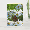 Search for monarchs cards Daisies