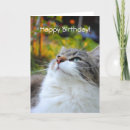 Search for ragdoll cat birthday cards Photography