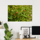 Search for tasty photography Fruit