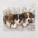 Search for littering postcards Dog