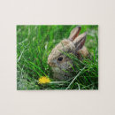 Search for rabbit puzzles Cute animals