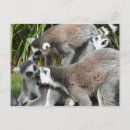 Search for ring tailed postcards Primates
