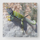 Search for lizard clocks Reptile