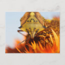 Search for stink postcards Insect