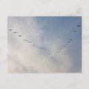 Search for flying bird postcards Sky