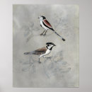 Search for pairs posters Birds