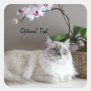 Search for lynx point siamese Animal
