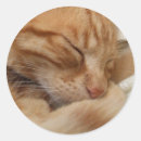 Search for ginger kitty stickers Pet