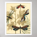 Search for dragonfly posters Botanical