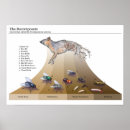 Search for beetle posters Flies