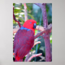 Search for colourful parrot posters Animal