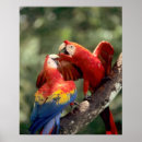 Search for scarlet macaws posters Wild