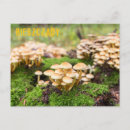 Search for autumn forest postcards Nature