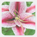 Search for bellevue stickers Botanical