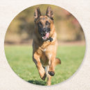 Search for german shepherd coasters Dog