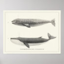 Search for vintage whale posters Sea