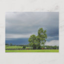 Search for kentucky postcards Race horse