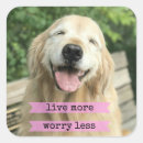 Search for less stickers Dog