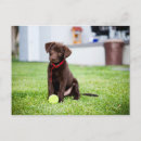 Search for labrador retriever postcards Play