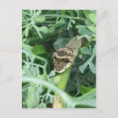 Search for larvae postcards Butterfly
