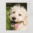 Search for panting postcards Pet