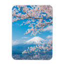 Search for fuji magnets Cherry blossom