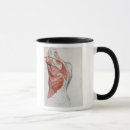 Search for torso Anatomical