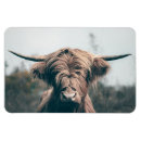 Search for cow magnets Highland cattle