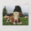 Search for white pine postcards Green