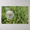 Search for grass flower posters Blossom