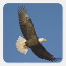 Search for homer stickers Haliaeetus