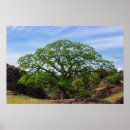 Search for oak tree posters Nature