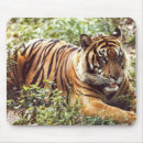 Search for sumatran electronics Animals