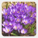 Search for purple crocus stickers Nature