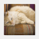 Search for couch magnets Sofa
