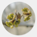 Search for spring tree stickers Woods