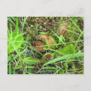 Search for traps postcards Plants