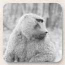 Search for baboon barware Outdoors