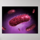 Search for gram posters Gram negative bacteria