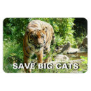 Search for tigers in magnets Big cat