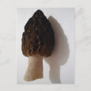 Search for wild mushrooms postcards Fungi