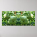 Search for tomatoes posters Vegetable