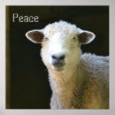 Search for square sheep posters Cute