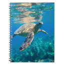 Search for turtle notebooks Marine life